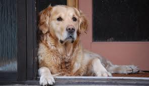 como cuidar do cão idoso