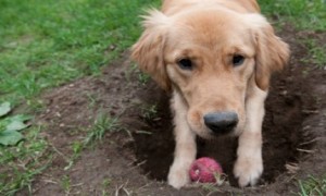 O que leva um cão a esconder coisas