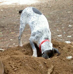 O que leva um cão a esconder coisas