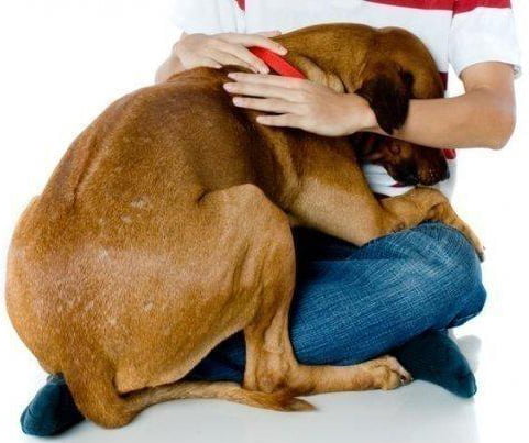 Dicas para ajudar cães com medo de estrondos