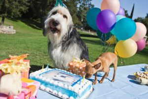 Como calcular a idade do cachorro