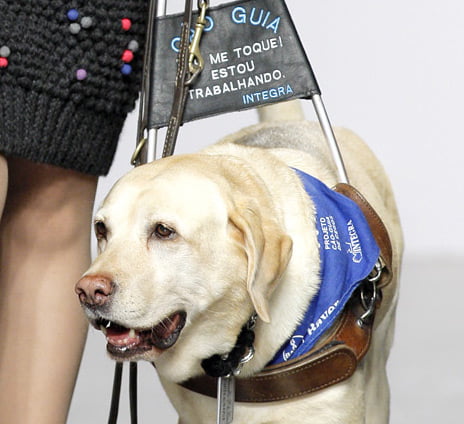 Como os cães-guias são treinados?