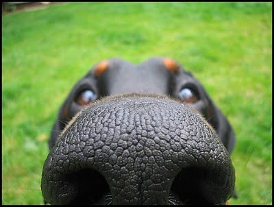 Como funciona o olfato canino?