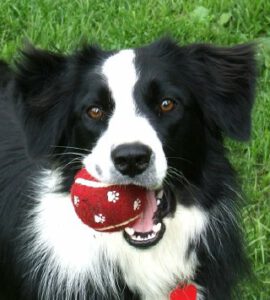 Cachorros enxergam em preto e branco?