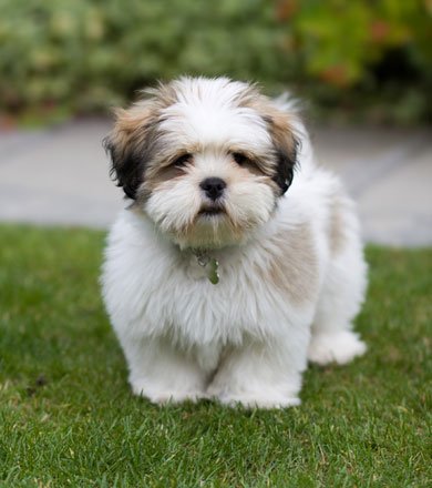 Raças de cachorros que latem menos