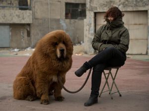 Quais os cães mais caros do mundo?