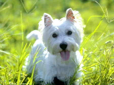 Raças de cães que podem ficar sozinhos