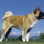 Akita Americano: características, temperamento e história da raça