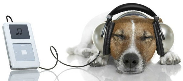 Os benefícios da música clássica para os cães