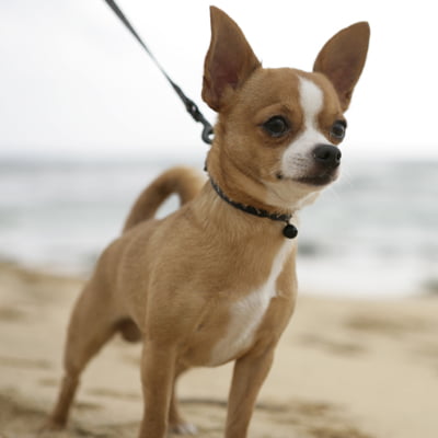 Raças de cães ideais para apartamento