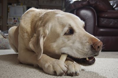 Cuidado ao dar ossos para os cães