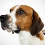 Foxhound Americano: Características, temperamento e história da raça