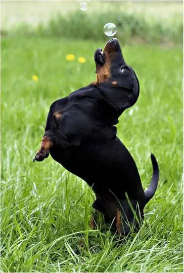 Horóscopo dos cachorros