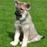 Elkhound: Características, temperamento e história da raça