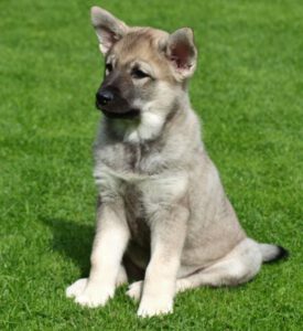 Elkhound: Características, temperamento e história da raça