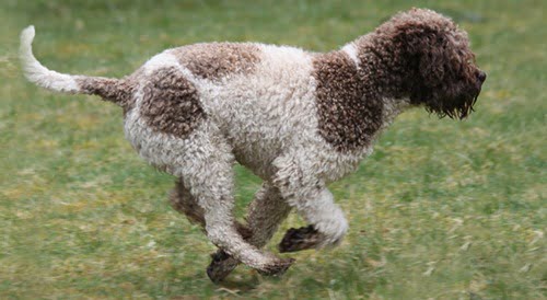 Conheça algumas raças exóticas de cães