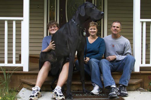 Conheça o maior cachorro do mundo