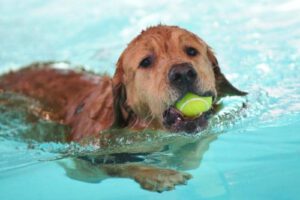 Atividade Física: Essencial para a saúde do cão