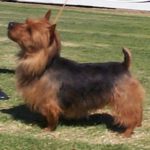 Australian Terrier - Característica, história da raça e curiosidade