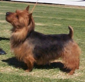 Australian Terrier - Característica, história da raça e curiosidade