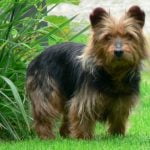 Australian Terrier - Característica, história da raça e curiosidade