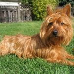 Australian Terrier - Característica, história da raça e curiosidade