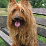 Australian Terrier - Característica, história da raça e curiosidade