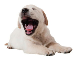 Descubra o que pode pode significar o bocejo do seu cão