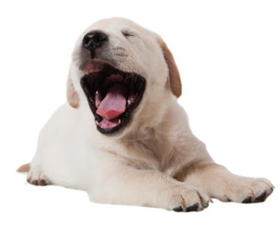 Descubra o que pode pode significar o bocejo do seu cão