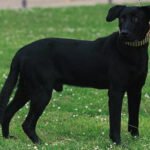 Cão de Bestiar: Característica, história da raça e curiosidade