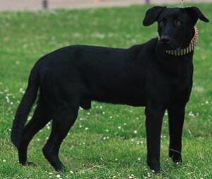 Cão de Bestiar: Característica, história da raça e curiosidade