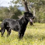 Cão de Bestiar: Característica, história da raça e curiosidade