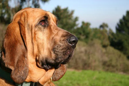 Cão de Santo Humberto: Característica, história da raça e curiosidade