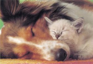 Cães e gatos podem conviver em harmonia!