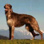 Deerhound - Característica, história da raça e curiosidade