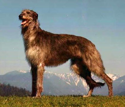 Deerhound – Característica, história da raça e curiosidade