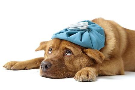 Como identificar se o seu cão está com febre