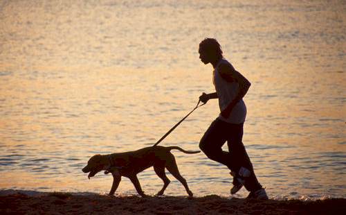 A importância da corrida para os cães