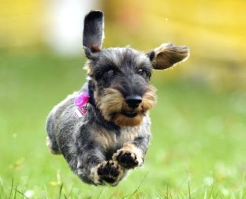 A importância da corrida para os cães