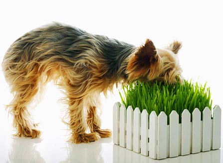 Plantas tóxicas que significam riscos para os cães