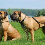 Boerboel - Características, história da raça e curiosidades