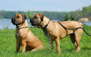 Boerboel - Características, história da raça e curiosidades