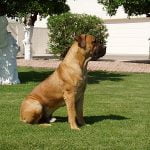 Boerboel - Características, história da raça e curiosidades