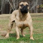 Boerboel - Características, história da raça e curiosidades