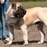 Boerboel - Características, história da raça e curiosidades