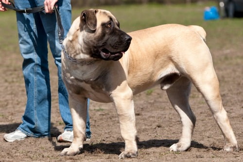 raca-boerboel-4