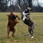 Boerboel - Características, história da raça e curiosidades