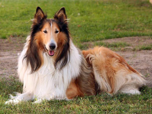 Raças de cães que têm boa convivência com crianças