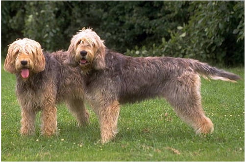 Cão de Lontra - Características, histórias e curiosidades