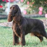 Field Spaniel - Características, história da raça e curiosidades